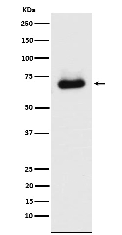 WB - STK39 Antibody AP92520